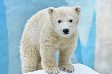 Fototapeten Eisbär © elizalebedewa