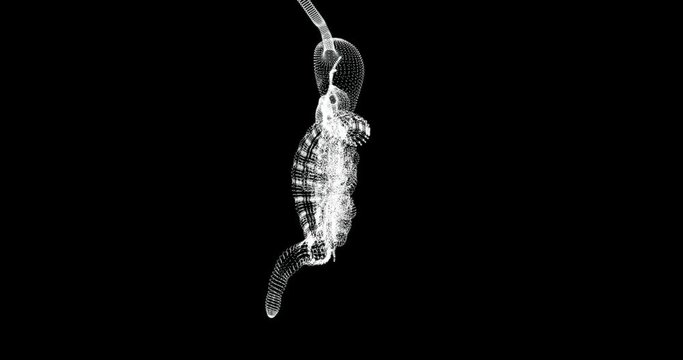 Hologram screen 3d of large and small intestine of the human body - loop