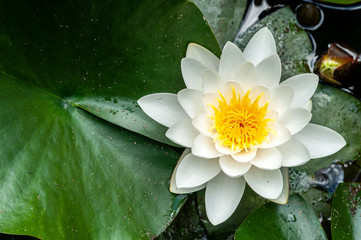 flower of water lily white hatched