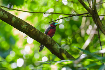 Black-and-red Broadbill on the tree