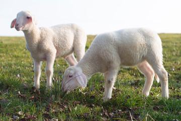 Obraz premium Two young lambs on a meadow