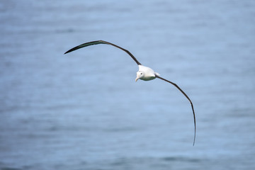 Northern royal albatross in flight, Taiaroa Head, Otago Peninsula, New Zealand