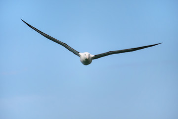 Fototapeta na wymiar Northern royal albatross in flight, Taiaroa Head, Otago Peninsula, New Zealand