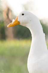White duck 2