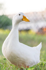 White duck 1