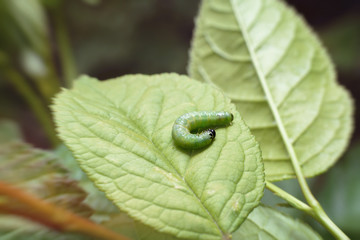 A fat green caterpillar with a shiny black head on a juicy green leaf. Macro photography of insects, selective focus, copy space.
