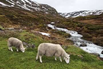 Fototapeta premium Sheep in Norway