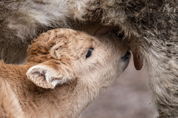 Kalb beim Säugen