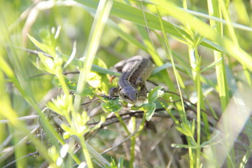 lizard