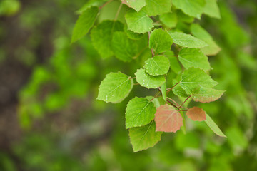 Selective focus of spring and green leaves on tree branches