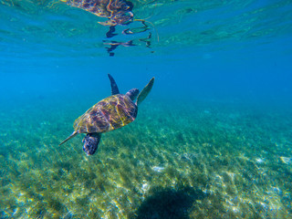 Sea turtle swim in water of tropical lagoon. Green turtle underwater photo. Wild marine animal in natural environment