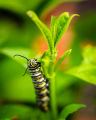 Monarch Caterpillar