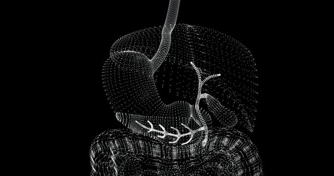 Liver, stomach and pancreas in a hologram representation screen 3d - loop