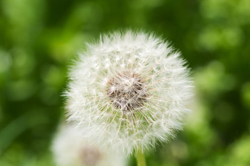 Dandelion on a green background, soft focus