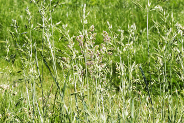 Green Summer Grass Meadow Close-Up