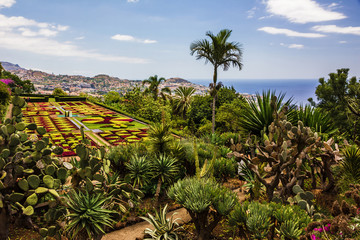 Fototapeta na wymiar Madeira, Portugal: Botanical garden Monte in Funchal.