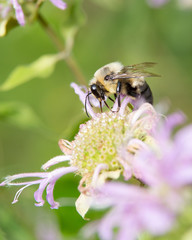 Fototapeta na wymiar bee on flower_3