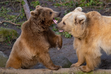 Obraz premium Spielende Syrische Braunbären