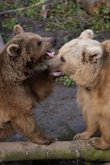 Fototapeta premium Spielende Syrische Braunbären