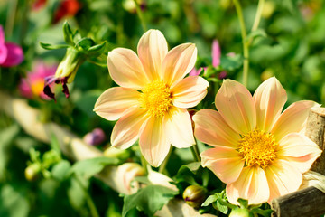 Fototapeta na wymiar Mexican Aster or Garden Cosmos. Dahlia. Cosmos bipinnatus, is a medium sized sun loving herbaceous plant native to Arizona US. Blooms in spring and summer. Popular for bouquets. Copy space room text.