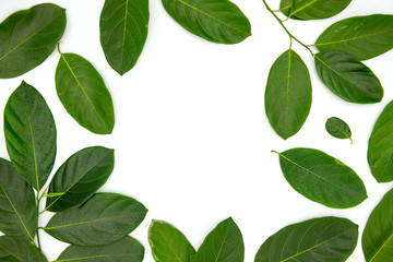 Green leaf composition with text place in center on white background. Summer leaf frame top view photo