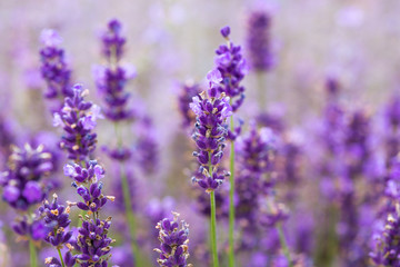 Provence lavender field