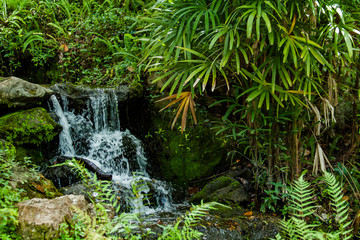 A small waterfall surrounded by green, tropical vegetation.
