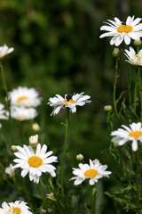 Fototapeta premium field of daisies 3
