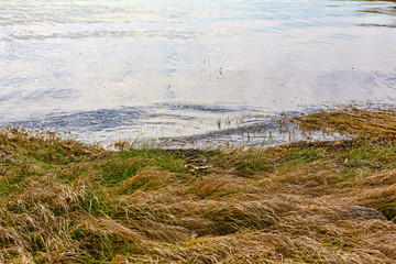 Seagrass at waters edge in the late spring