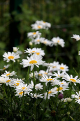 field of daisies - 8