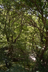 Fototapeta premium Jungle Of Eucalyptus Trees The Mountains Of Galicia Fill Of Valleys Forests Of Pines Meadows And Forests Of Eucalyptus In Rebedul. August 3, 2013. Rebedul, Lugo, Galicia, Spain. Rural Tourism, Nature.
