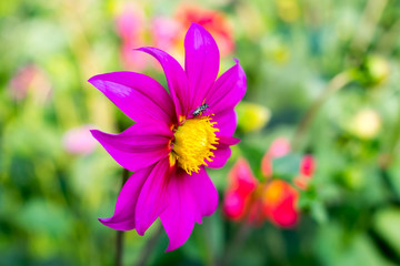 Obraz premium Mexican Aster or Garden Cosmos. Dahlia Cosmos bipinnatus, is a cup shaped herbaceous sun loving plant Blooms in early spring to late summer native to Arizona in US Mexico, Guatemala to Costa Rica.