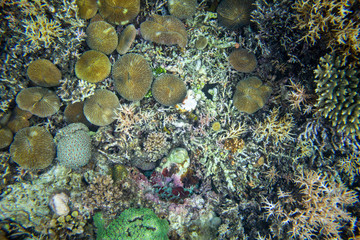 Sea bottom top view with corals and marine animals. Coral reef relief top view photo background....