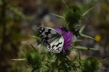 White And Black Butterfly On A Purple Flower In The Mountains Of Galicia. Fence Of Valleys. Pine Forests. Meadows And Forests Of Eucalyptus In Rebedul. August 3, 2013. Lugo, Galicia, Spain. Nature.