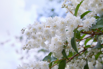 Deutzia crenata flowers (Japanese snow flower / Slender deutzia). Fuzzy Deutzia, Deutzia scabra double flowered in bloom 