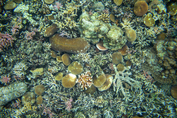 Naklejka na ściany i meble Sea bottom top view with broken corals and marine animals debris. Coral reef surface photo background