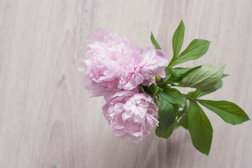 peonies beautiful pink flowers