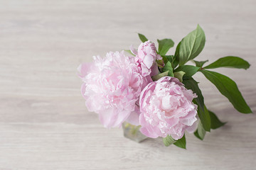 peonies beautiful pink flowers