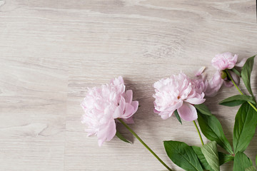 Obraz na płótnie Canvas peonies beautiful pink flowers