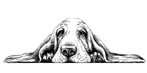 Foto op Plexiglas  Dog breed Basset Hound. Sticker on the wall in the form of a graphic hand-drawn sketch of a dog portrait. © AnastasiaOsipova