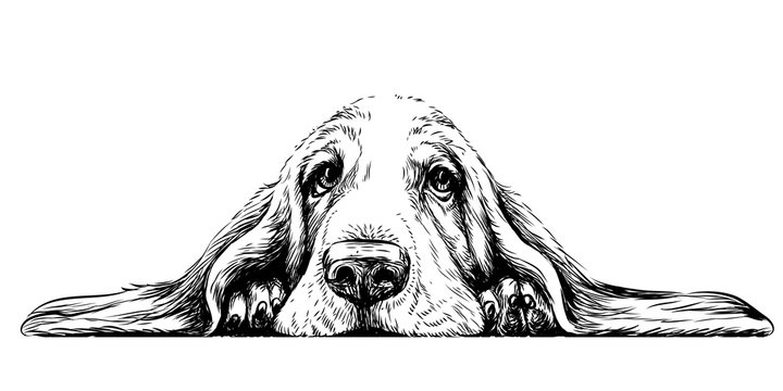 Dog breed Basset Hound. Sticker on the wall in the form of a graphic hand-drawn sketch of a dog portrait.