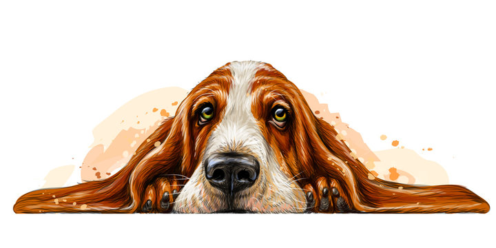 Naklejka Dog breed Basset Hound. The sticker on the wall in the form of a color art drawing of a portrait of a dog with watercolor splashes.