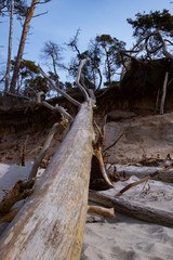 Küstenwald auf Zingst