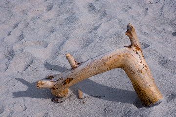Ast im Sand