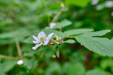 White flower macro