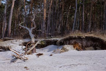 Küstenwald auf Zingst