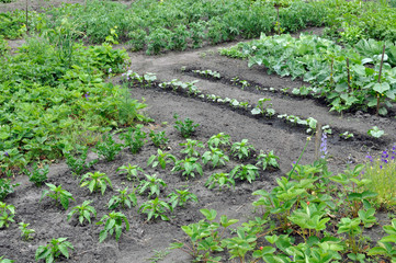  organically cultivated various vegetables in the vegetable garden