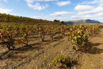 Fototapeta na wymiar Vine fields ready to be harvested, in Priorat Region, Tarragona, Catalonia, Spain