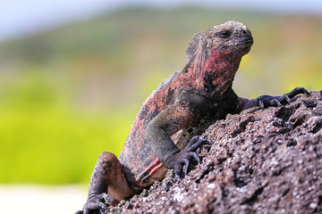 Marine iguana on Espanola Island, Galapagos National park, Ecuador