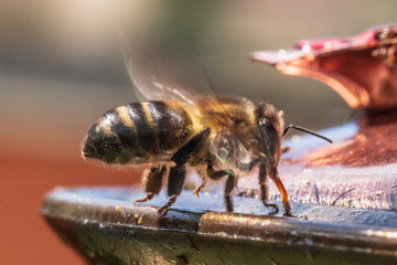 bee